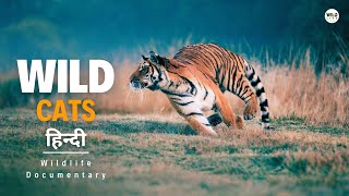 Wild Cats Asia 2024 हिन्दी डॉक्यूमेंट्री  Wildlife documentary in Hindi [upl. by Dnomaid]