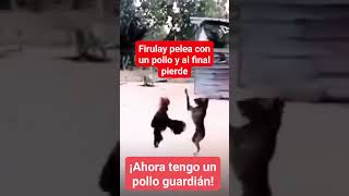 Mejor quiero un gallo guardián 🤣🤣 [upl. by Krell121]