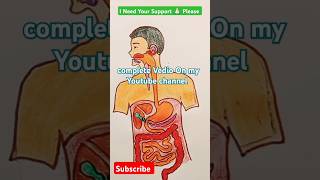 Human Digestive System Lebelled Diagram Drawing Structure youtubeshort shortvideo biologydiagram [upl. by Viscardi]