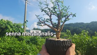 단지사장님 분갈이 세나 메리디오날리스 소개해드립니다😄 잎도 구근도 너무 멋있어요 senna meridionalis [upl. by Ahtelra]