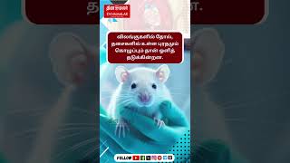 உள்ளுறுப்பு ஆய்வு எளிதாக்கும் நிறமூட்டி Tartrazine  rat  scientists  colorizer [upl. by Yleoj]