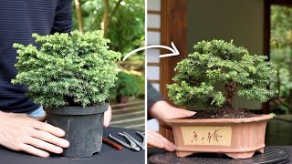 How to make a Bonsai tree [upl. by Eivlys]