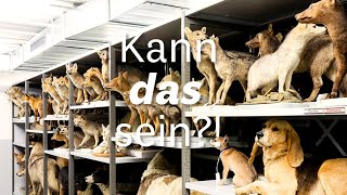 Kann das sein Hundepaarung [upl. by Coppins]