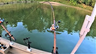 Tips for Catching FLATHEAD CATFISH with CUTBAIT Works anywhere [upl. by Anaik]