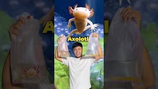 বাংলাদেশে রহস্যময় মাছ Axolotl প্রজননের ২য় প্রচেষ্টা axolotl ornofpets [upl. by Naget56]