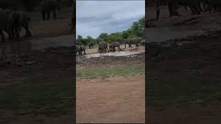 The Best Elephant Sighting Youll See Kruger National Park [upl. by Marley]