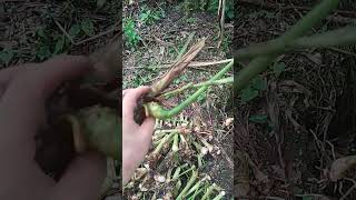 rizomas de Cardamomo disponible cardamomo farming agriculture tipssaludables dancemusic [upl. by Poppas]