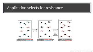 Evolution of pyrethroid insecticide resistance in Aedes aegypti from Peru  Jennifer Baltzegar [upl. by Tricia]