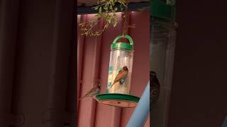 Bird Feeder🦜Amazonterracegarden birdfeeder organic youtubeshorts trending nature satisfying [upl. by Anna-Maria]