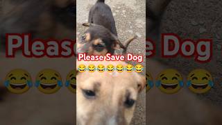 Please Save The Dog  dog puppy animals streetdog youtube youtubeshorts shorts shortsfeed [upl. by Amilas]