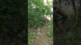 Tribal shooter congaroo My village jungle vfx funny shorts video onlineshooter tikamvfx jungle [upl. by Levitan]