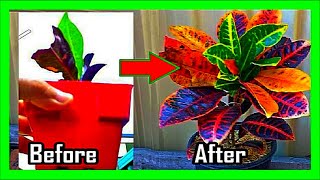 How To Make a Croton Branch Out and Bushy Croton Plant Pruning and Care [upl. by Pirzada]