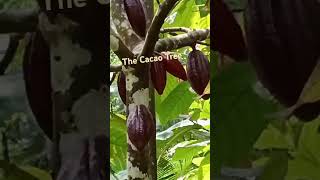 The Cacao Tree cacao satisfying theobromasuperfood cacaotree ytshortvideo [upl. by Aelram90]