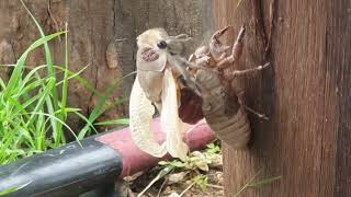 Cicada shedding and unfurling wings [upl. by Bullough]