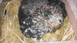 Naissance de poussins Bantam de Pékin [upl. by Adyam]