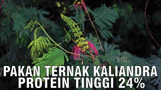 Tanaman Kaliandra Protein Tinggi Untuk Pakan Sapi [upl. by Edan]