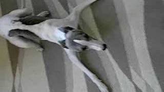 Crazy whippet [upl. by Godwin]