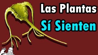 ¿Las Plantas Sienten [upl. by Euqinu725]