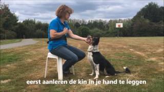 Hoe leer ik mijn hond quotFREEZEquot aan [upl. by Leahkim445]