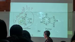 Bases Nitrogenadas [upl. by Augie]