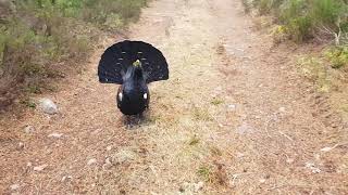 Capercaillie attack in the Scottish highlands [upl. by Ahso]