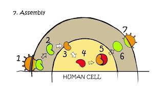 The Hiv Life Cycle [upl. by Aseefan]