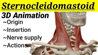 Sternocleidomastoid muscle  3D anatomy  Head and Neck  MedCracker [upl. by Enirhtak]