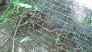 MUDBUGGIN How To Catch Crayfish  Crawfish In High Water Fish Heads For Bait Highest Catch Ever [upl. by Acnoib]