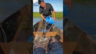 River fishing process fish [upl. by Relda]