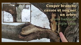 COUPER BRANCHE CASSÉE ET SOIGNER BLESSURE DUN ARBRE AVEC ARGILE VERTE [upl. by Negam]