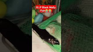 RIP Black Molly Fish😭😭  Sad News Meri Black Molly Fish Margayi 😭😭UmmeRaziOfficial0720 [upl. by Hellman]