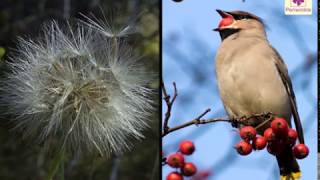 Seed Dispersal  Environmental Studies  Grade 5  Periwinkle [upl. by Eremehc]