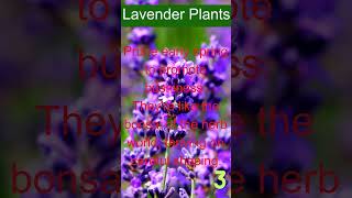 The full Guide to Growing Lavender Tips and Techniques for a Beautiful Flower [upl. by Bernarr44]