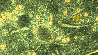 Amazing microscopic Video Contractile Vacuoles in Paramecium Caudata [upl. by Anoid135]