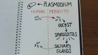 Can mosquitoes transmit HIV  Naked Science Scrapbook [upl. by Seyah803]