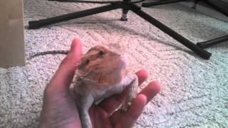 Bearded dragon yawning filmed with Droid Maxx HD [upl. by Rheta]