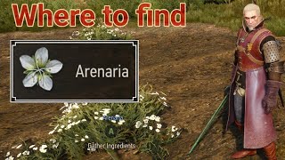 Witcher 3 where to find arenaria [upl. by Urbanus]