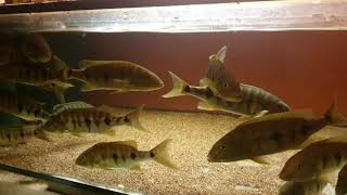 Boulengerochromis microlepis [upl. by Sparhawk681]