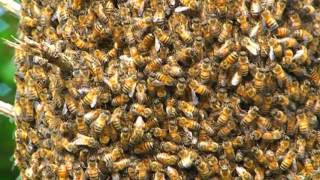 Honey Bee Swarm Behavior Up Close and Personal What does a Honeybee Swarm Look lIke [upl. by Aynahs925]