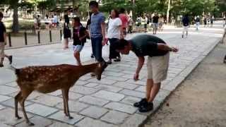 Cute Japanese Polite Bowing Deer Nara Park Japan [upl. by Anallise]