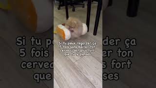 Qui a baillé  🥱… spitznain chien poméranien humour [upl. by Pinkerton57]