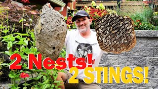 Removing 2 Yellow Jacket and Hornet Nests SWARMED AND STUNG Wasp Nest Removals [upl. by Llehsram988]