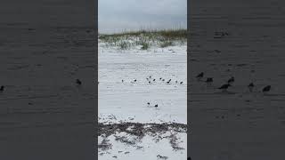 Sanderlings at Grayton Beach [upl. by Ahtekahs760]