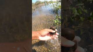 A snails in Fresh water  nature video short snails freshwater flooded [upl. by Guidotti]