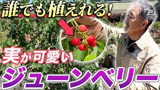 【プロが熱弁】実が特徴的なジューンベリー徹底解説！四季も楽しめる植木！【お庭】【植栽】 [upl. by Oj749]