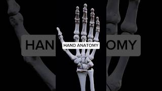 Hand anatomy like you’ve NEVER seen before anatomy 3d medical animation [upl. by Yelsnit503]