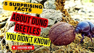 quot5 Surprising Dung Beetle Facts You Never Knew Aboutquot [upl. by Costin225]