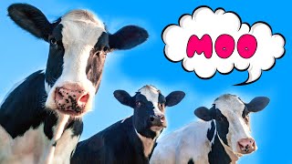 Mooing cows for kids Funny cow dance [upl. by Ragan752]