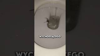 Ogromny Pająk w Toalecie 🕷️ BarryMek9 [upl. by Aretse917]