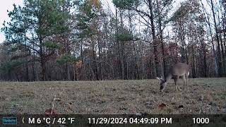 Leaf Eating Buck [upl. by Yllah191]